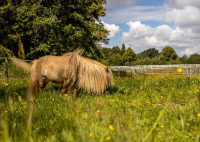 Koppel mit Pony Elmshorn